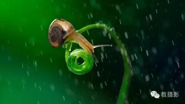 精美微距摄影欣赏蜗牛,微距蜗牛拍摄技巧视频
