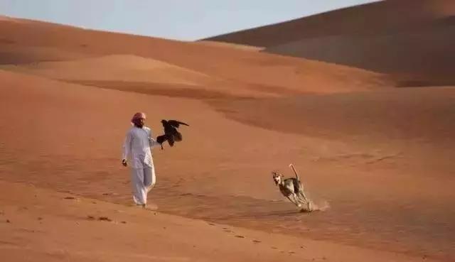 传说中的哮天犬是什么品种,哮天犬原型为中国细犬