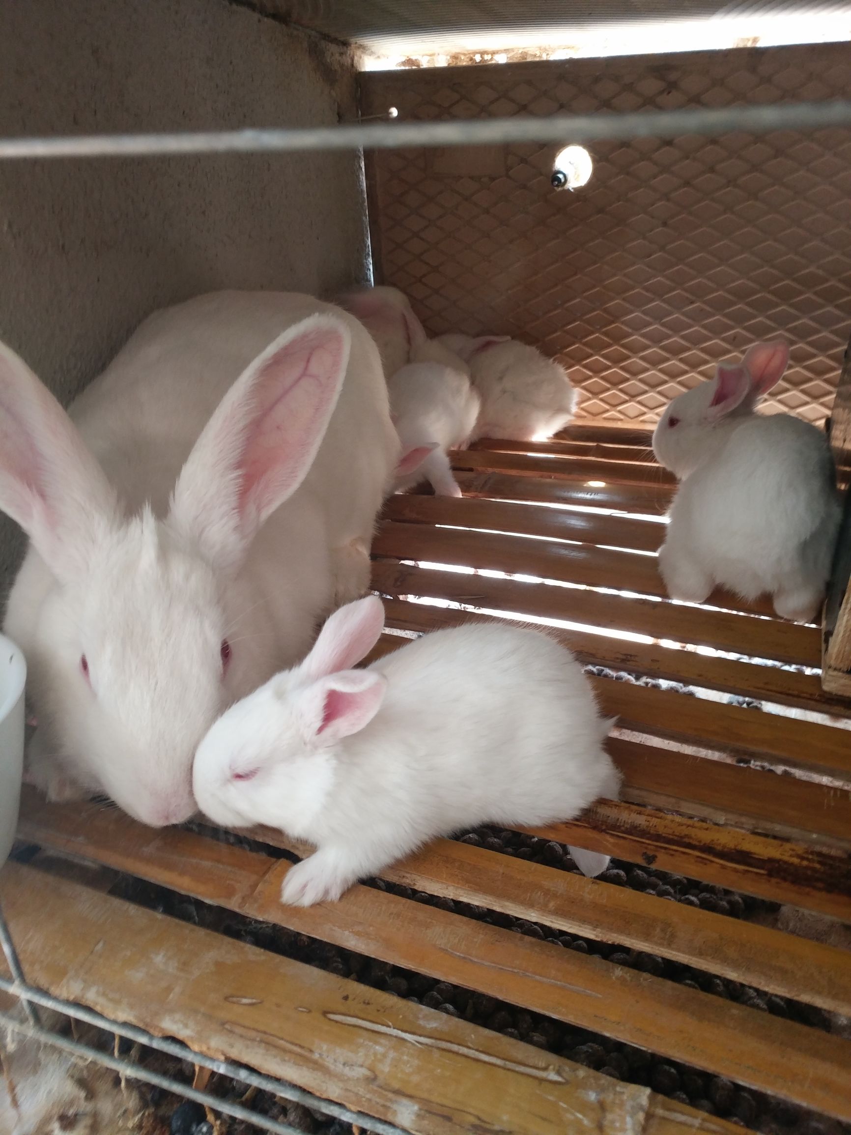 刚逮回来的种兔应该怎样预防,杂交野兔和家兔哪个好养