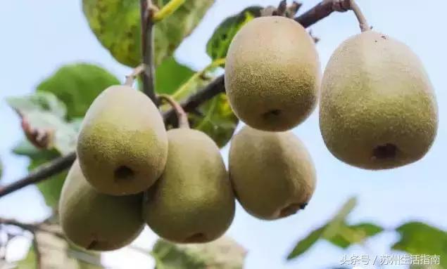 银黄埭，一片湖一个镇一方人！