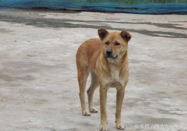 野犬抢食物被咬死,恶犬咬死野猪的全过程