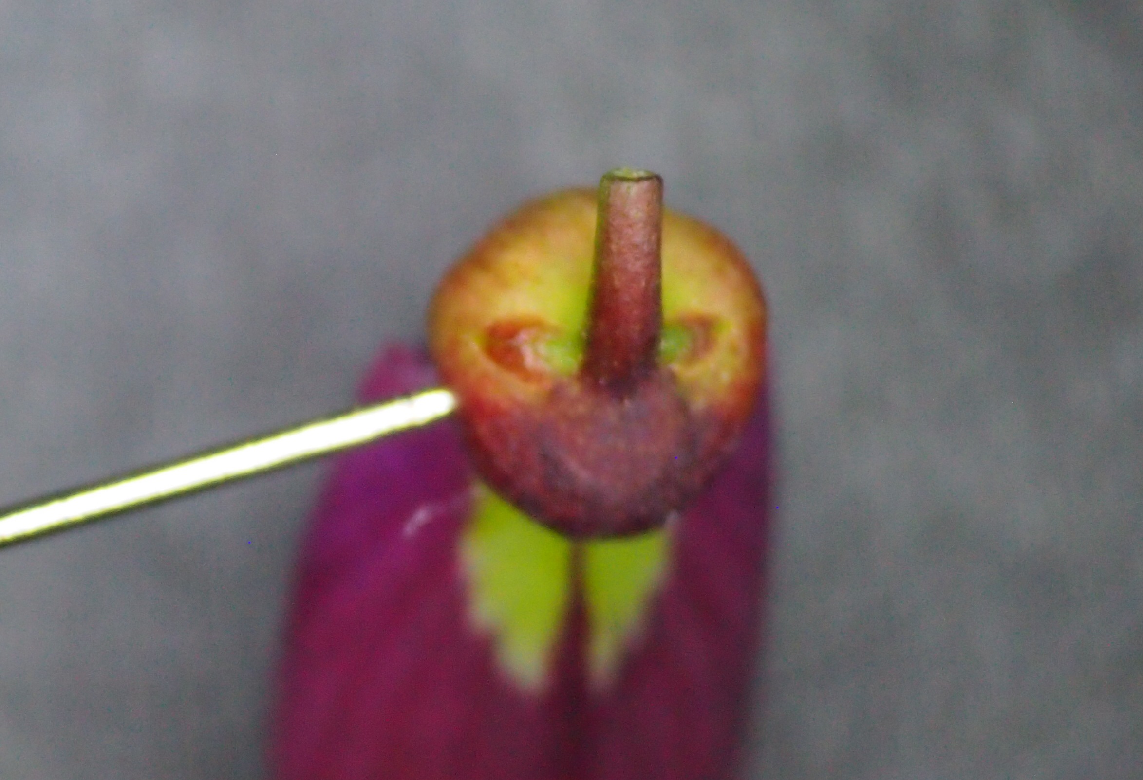 网脉崖豆藤能耐寒多少,网脉崖豆藤