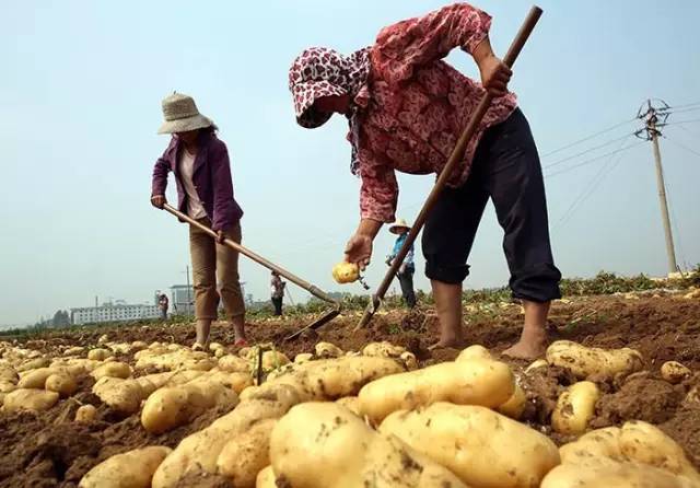 国家推进马铃薯主粮化影响,中国农业经历了几次主粮改革