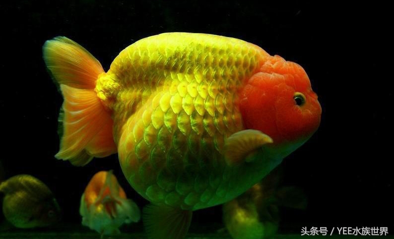 金鱼打架是什么样的,草金鱼打架咋回事