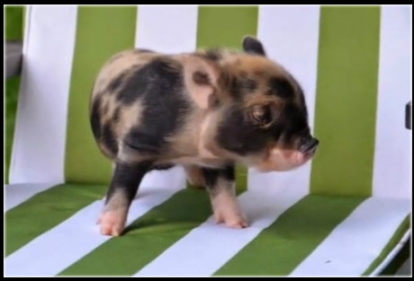 茶杯猪宠物多少钱一只,英国茶杯猪多少钱