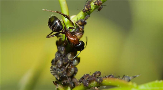 养的花总是发霉怎么办,养的花长腻虫了怎么办