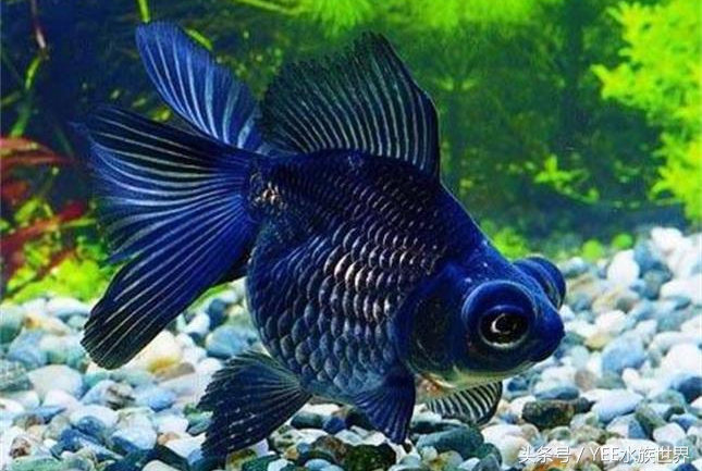 金鱼打架是什么样的,草金鱼打架咋回事