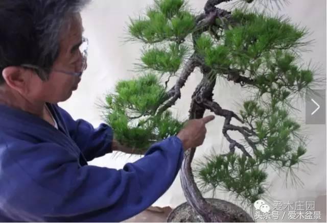 爱木盆景｜文人树《神仙》改作实录，小林国雄亲自示范松树盆景整型，艺术无国界，好的我们需要学习