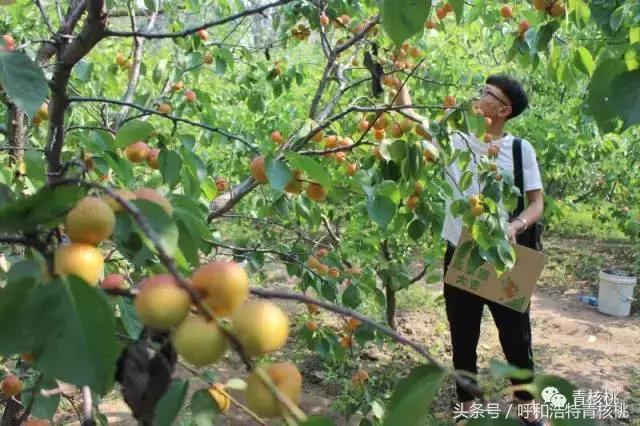 呼和浩特摘杏一日游,呼和浩特乌素图摘杏的地方