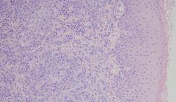 养着宠物还抽烟,你是拿它们的小命儿来燃烧!