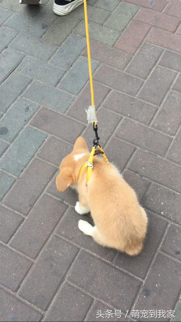 狗宝刚来家里的时候猫咪很生气，没想到后来它们居然合伙偷食吃！