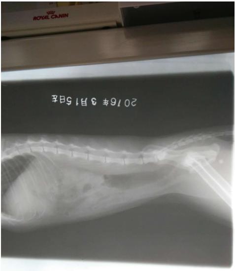 猫膀胱炎尿血但是精神正常,猫膀胱炎尿不出来怎么办