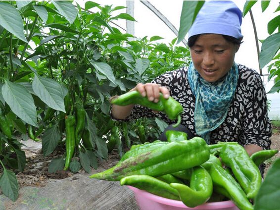 艳红辣椒高产栽培管理技术,秋茬辣椒管理技术