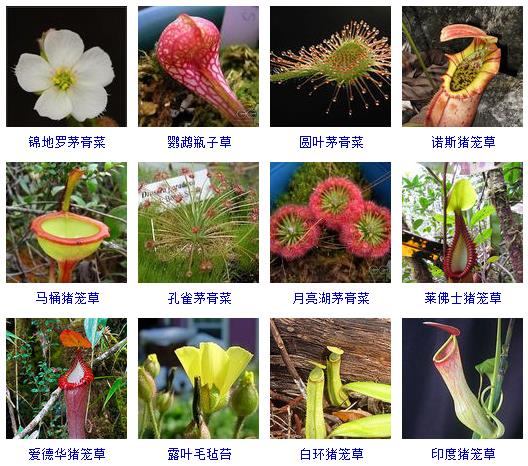 常见花卉盆栽100种,盆栽什么品种花草最好养