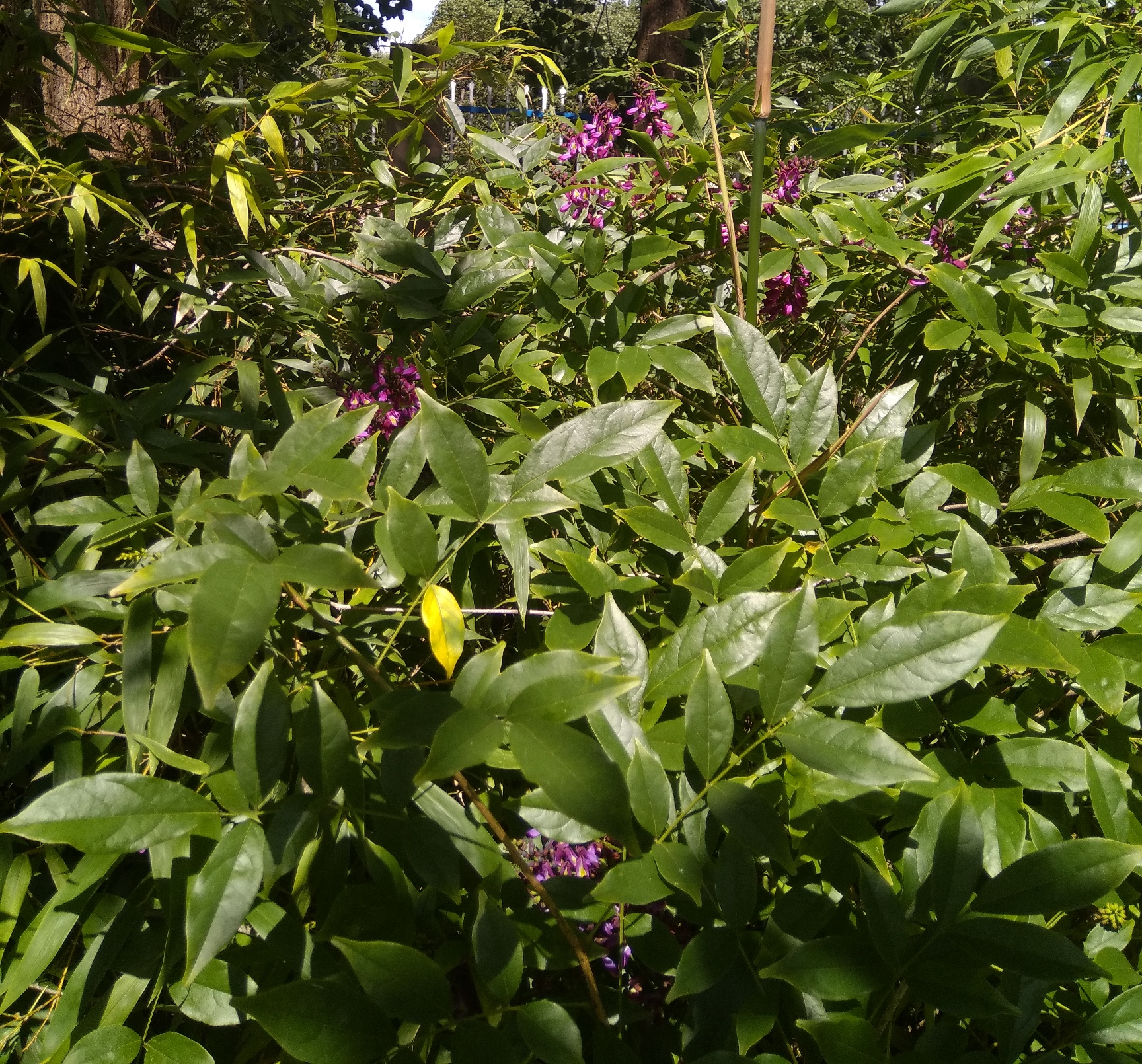 网脉崖豆藤能耐寒多少,网脉崖豆藤