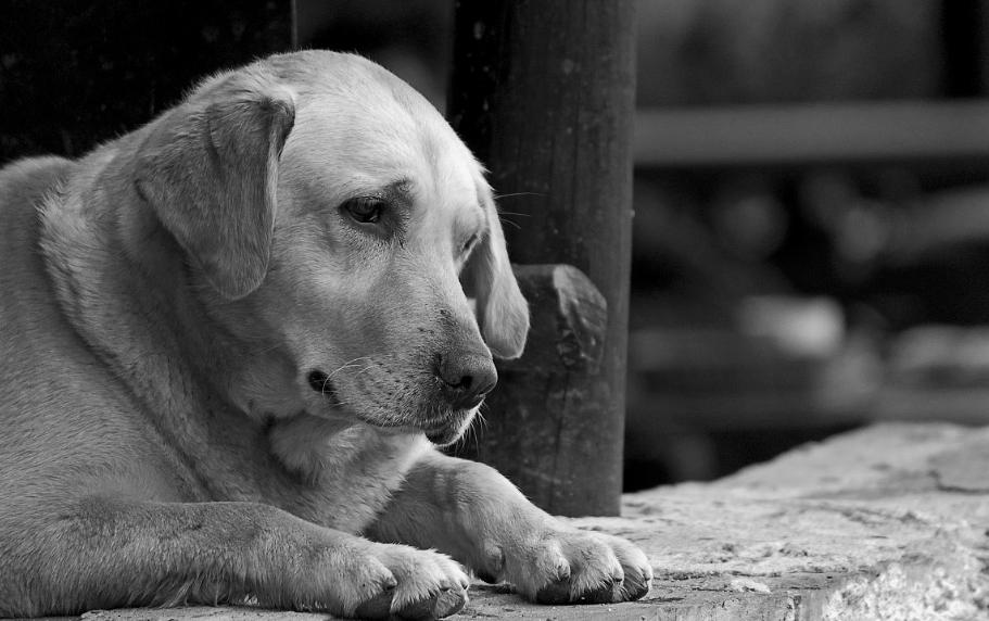 狗狗的日常养护和注意事项,狗狗日常护理需要注意的五大事项