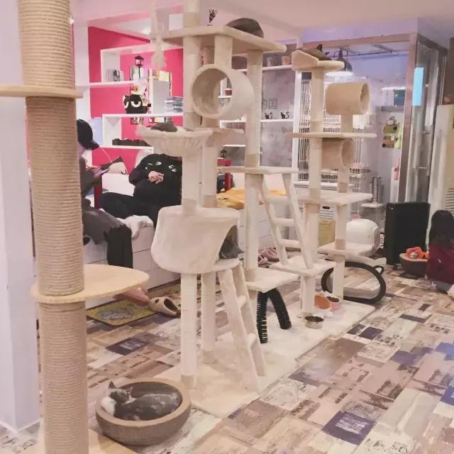 萌出血!九江这几家的撸猫店喊你来撸猫啦!美食与猫兼得!