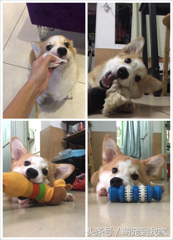 狗宝刚来家里的时候猫咪很生气，没想到后来它们居然合伙偷食吃！