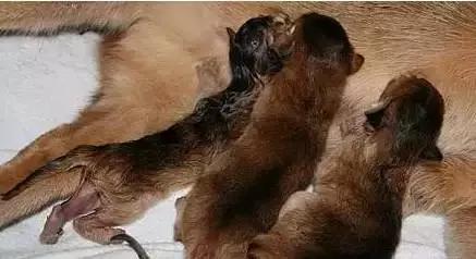 猫咪产后护理,猫咪怀孕生产及产后护理图片