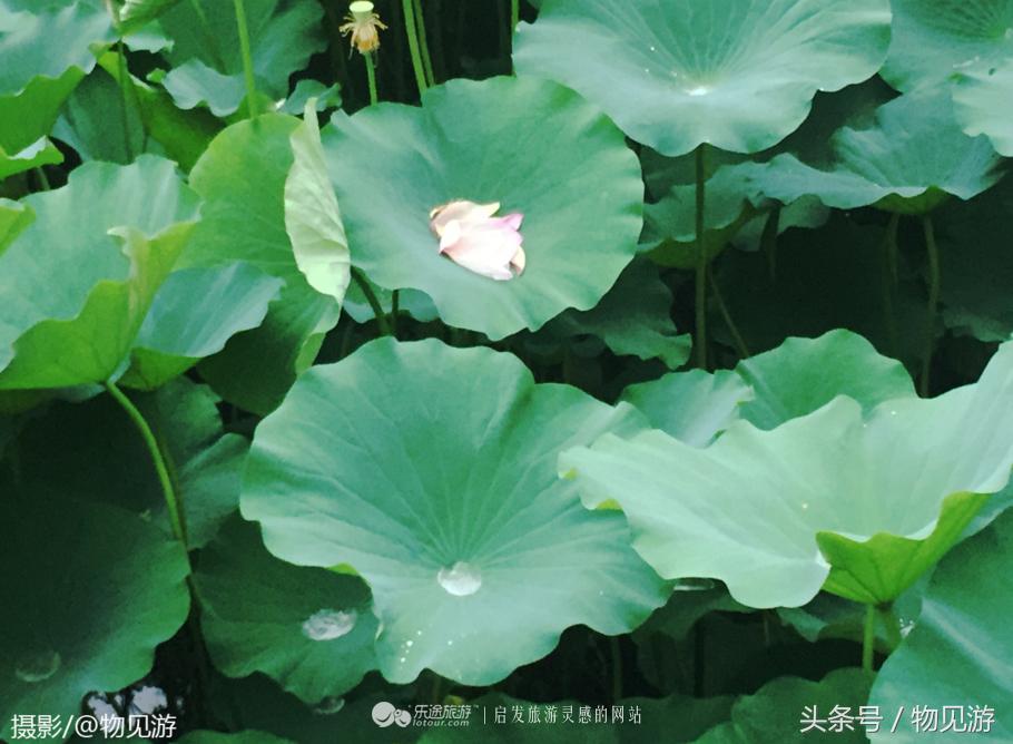 清水凌霄映芙蓉北京日坛公园雨中景｜一绮花见游（原创城市微旅行文章）