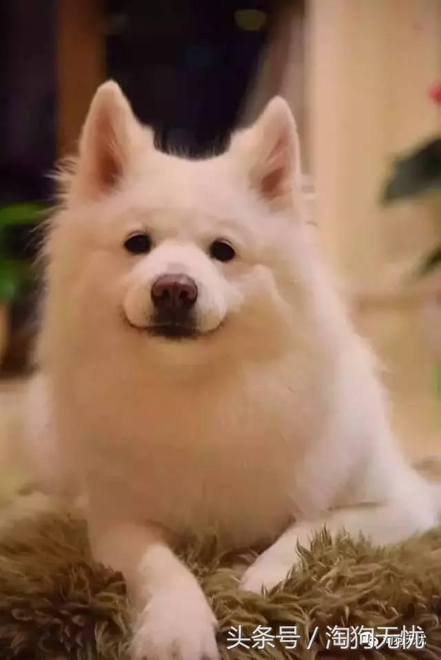 所有的狗狗都有尴尬期吗,科普狗狗知识