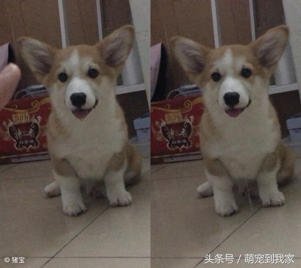 狗宝刚来家里的时候猫咪很生气，没想到后来它们居然合伙偷食吃！