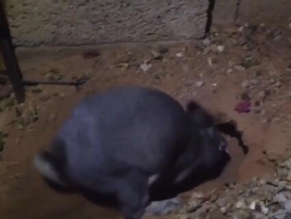 兔妈妈把兔宝宝埋起来,兔妈妈把兔子挖出来了