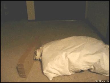 喵星人个个都是小戏精,喵星人是个让人匪夷所思的生物