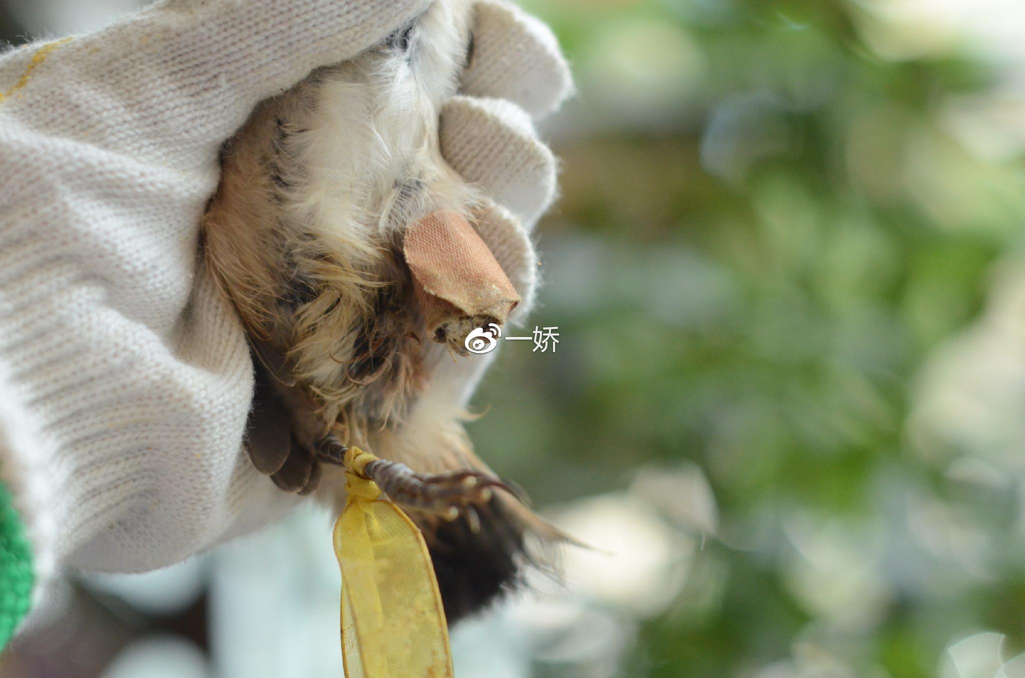 野外捡来的雏鸟拿什么给它吃,野外捡来的小鸟怎么给他喂食