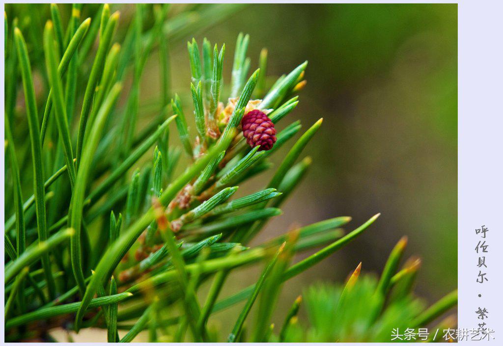 农村中草药图谱102种,农村中草药图谱全集