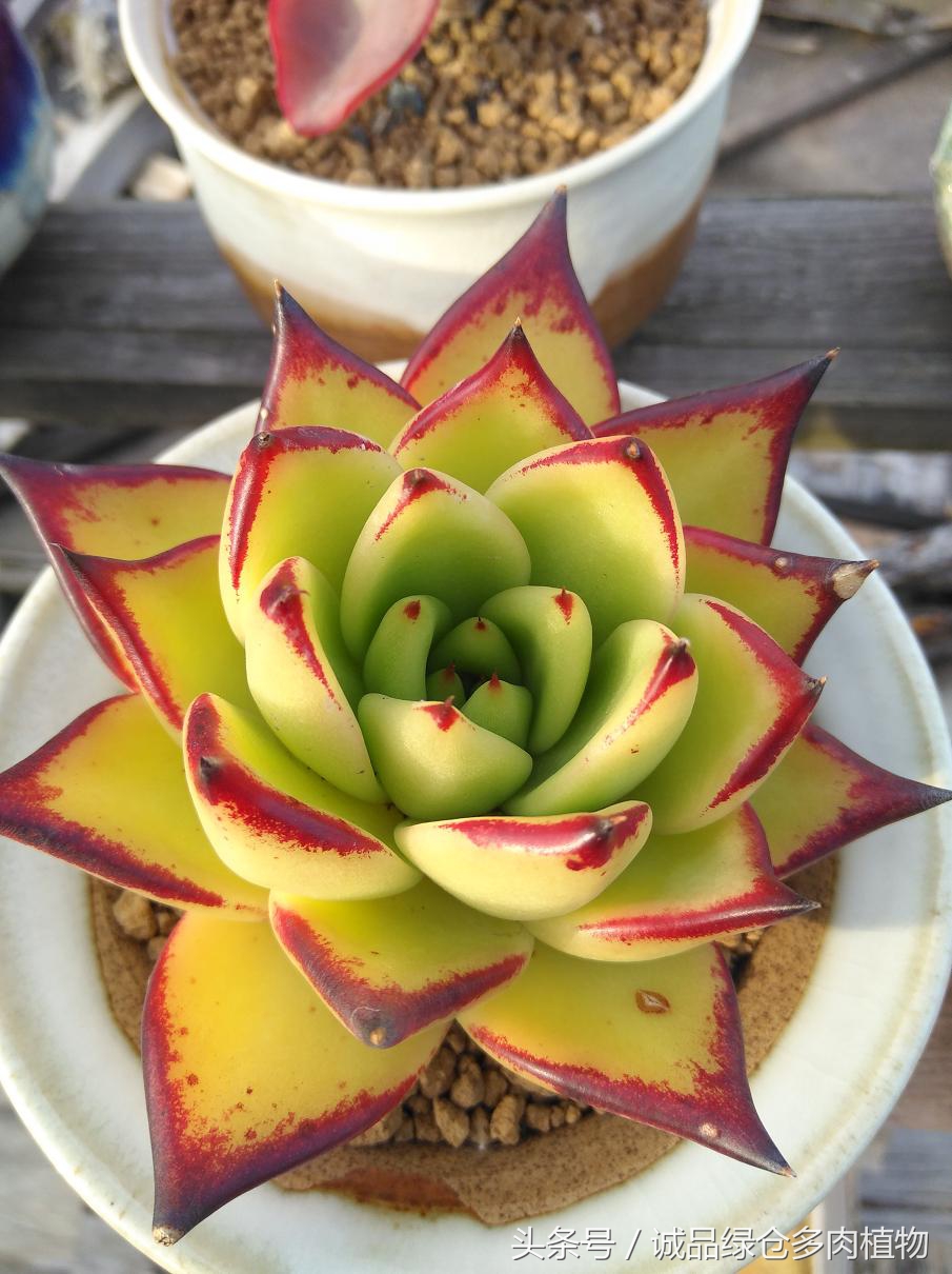 历害了,难道是假包邮区?还在露养呢