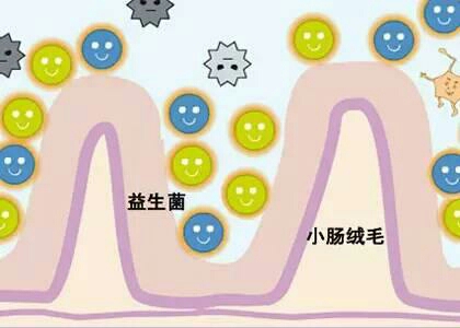 崔玉涛说益生菌可以吃多久,崔玉涛的p1000益生菌容易便秘吗