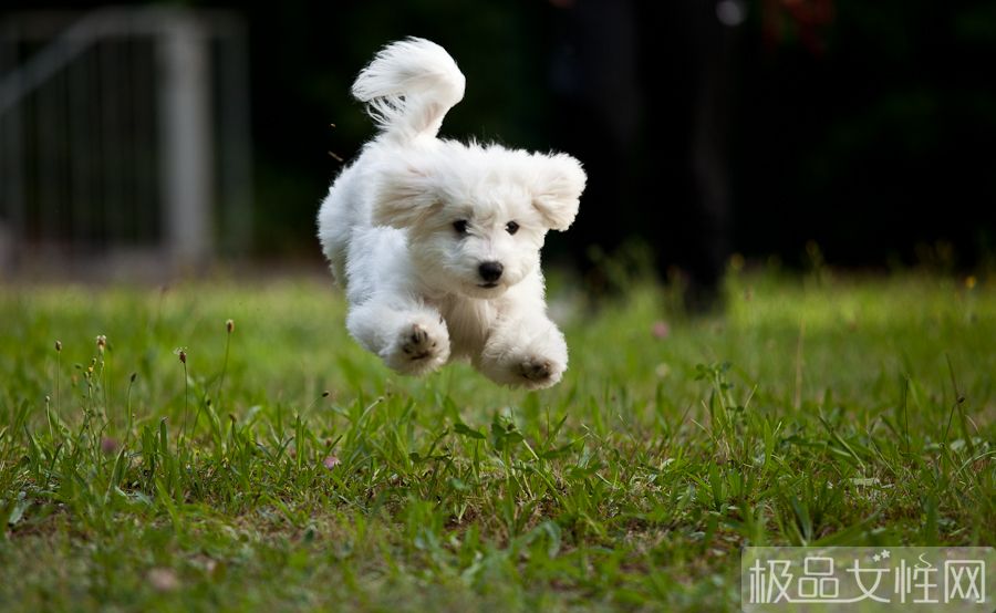 比熊犬营养食谱3个月,比熊犬营养食谱