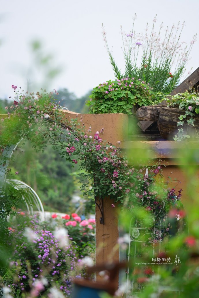 成都玛莉亚色彩花园,成都玛莉亚色彩花园电话