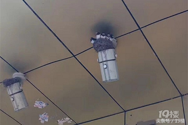 小燕子来家里筑巢被婆婆赶走了,小燕子来家里筑巢被故意弄坏