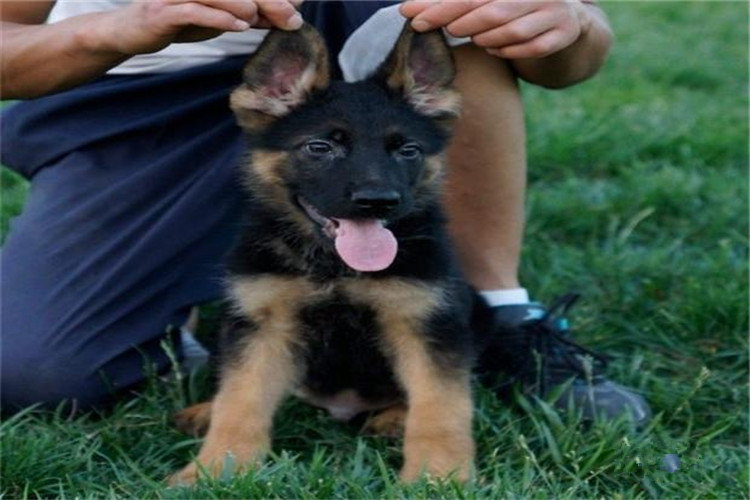 如何给德牧训练,训练德牧的正确方法和技巧