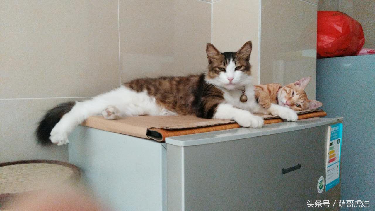 铲屎的把喵星人当孩子养，逢年过节都给大红包，每年的红包钱都存起来捐给寺庙帮小猫求平安