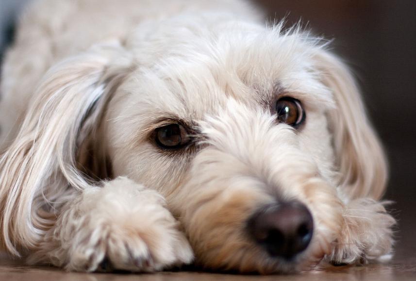 狗狗的关节疼痛吃什么药最好,帮助狗狗缓解疼痛的小妙招