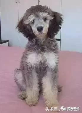 所有的狗狗都有尴尬期吗,科普狗狗知识