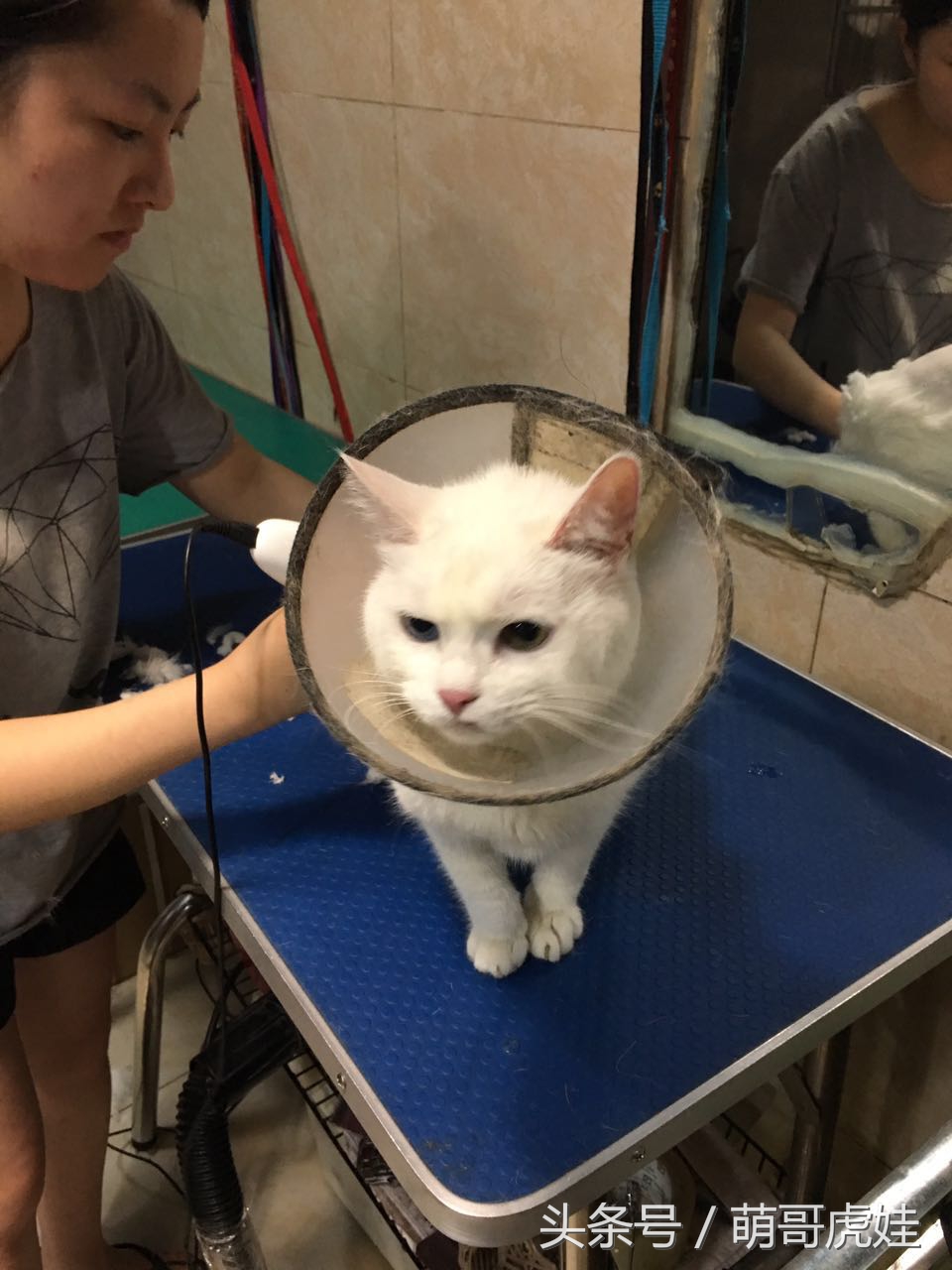 澶忓ぉ鏉ヤ簡鐚ゴ,澶忓ぉ鏉ヤ簡瑕佺粰鐚壀姣涘悧