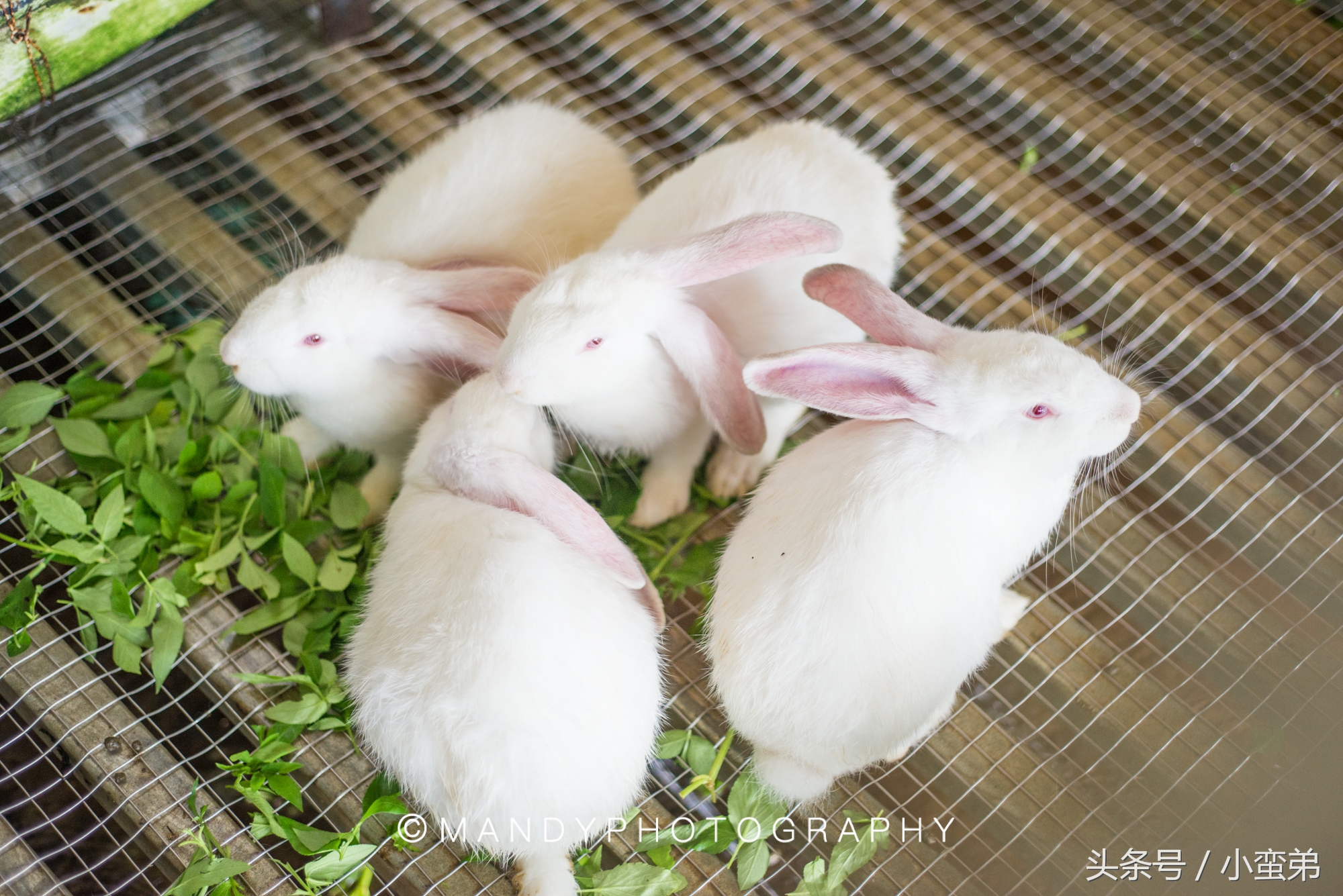 广州周边不为人知的宝藏景点,广州水上乐园旅游景点推荐