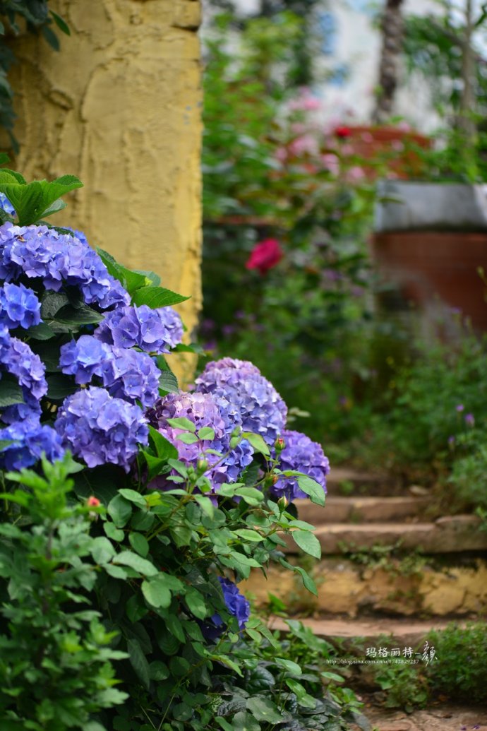 成都玛莉亚色彩花园,成都玛莉亚色彩花园电话