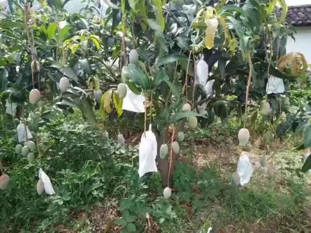 蔷薇水果店~“品控达人”的福音！