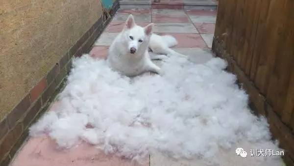 最迷人的萨摩耶犬,十大最强的萨摩耶犬