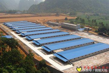 母猪栏和肥猪栏要怎么设计,农村养猪业教学