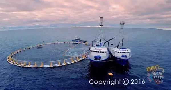 金枪鱼一般吃什么,金枪鱼要怎么吃才好吃