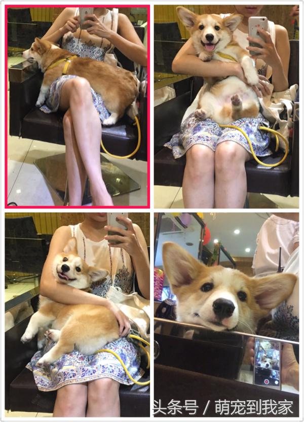 狗宝刚来家里的时候猫咪很生气，没想到后来它们居然合伙偷食吃！