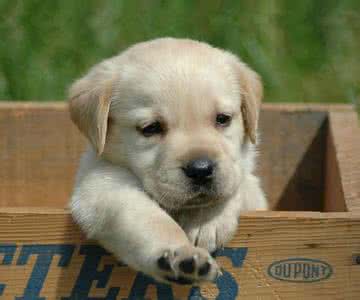 拉布拉多犬，你懂它吗？