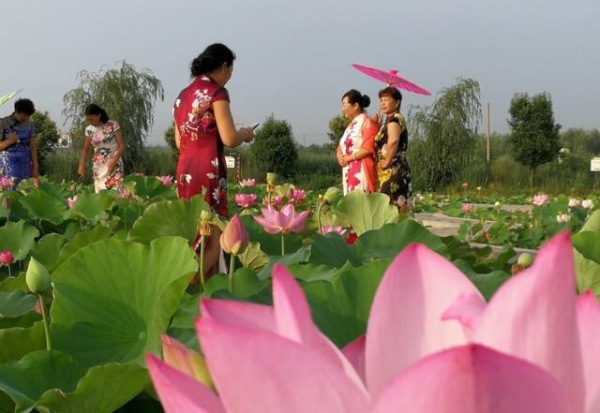 家乡的“荷花节”河南·淮阳