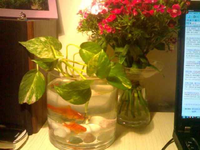 水养绿萝可以放金鱼需要喂食吗,金鱼和绿萝一起养会影响水质吗